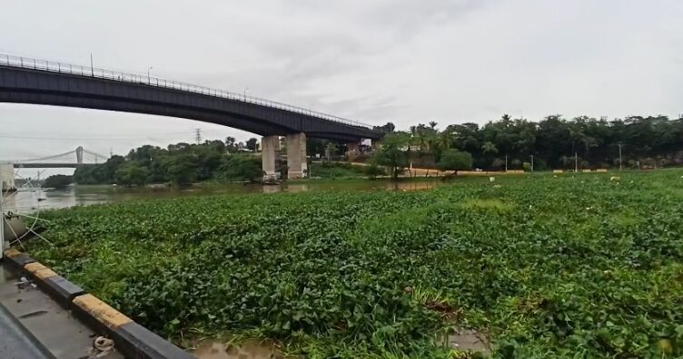 Crecida del río Ozama arrastra gran cantidad de lilas y desechos hasta el puente flotante