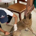 Jornada de Vacunación Antirrábica en Bonao culmina con gran éxito