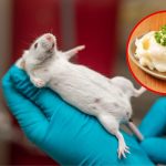 Un estudio chino halla que la manteca de cerdo reduce grasa e inflamación en ratones