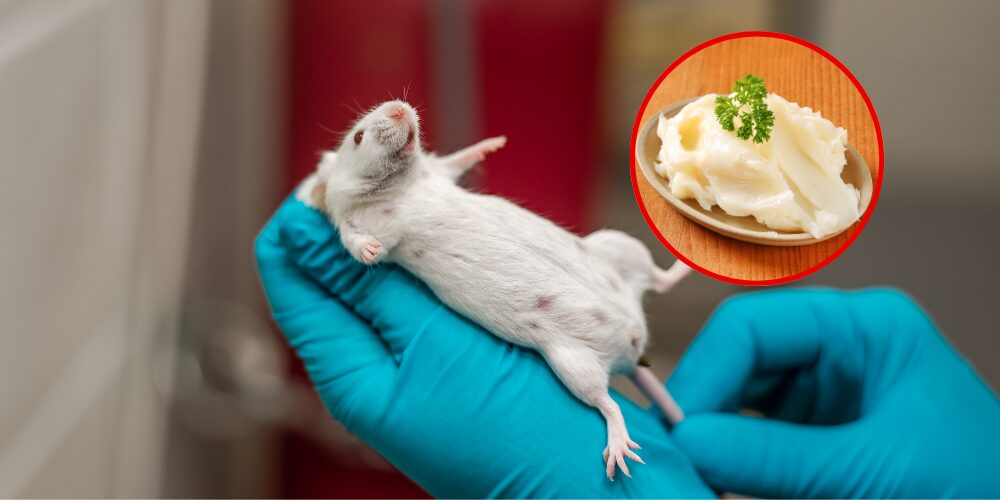 Un estudio chino halla que la manteca de cerdo reduce grasa e inflamación en ratones