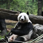 Japón apura con tristeza la despedida a sus últimos dos pandas antes de su regreso a China