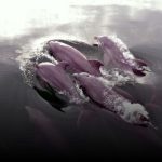 Avistamiento de delfines con cría en Los Haitises y llegada temprana de ballenas jorobadas en Samaná