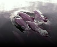 Avistamiento de delfines con cría en Los Haitises y llegada temprana de ballenas jorobadas en Samaná