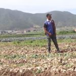 Agricultores de Constanza demandan financiamiento para siembra de ajo